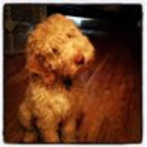 Meet your Posher, Anne